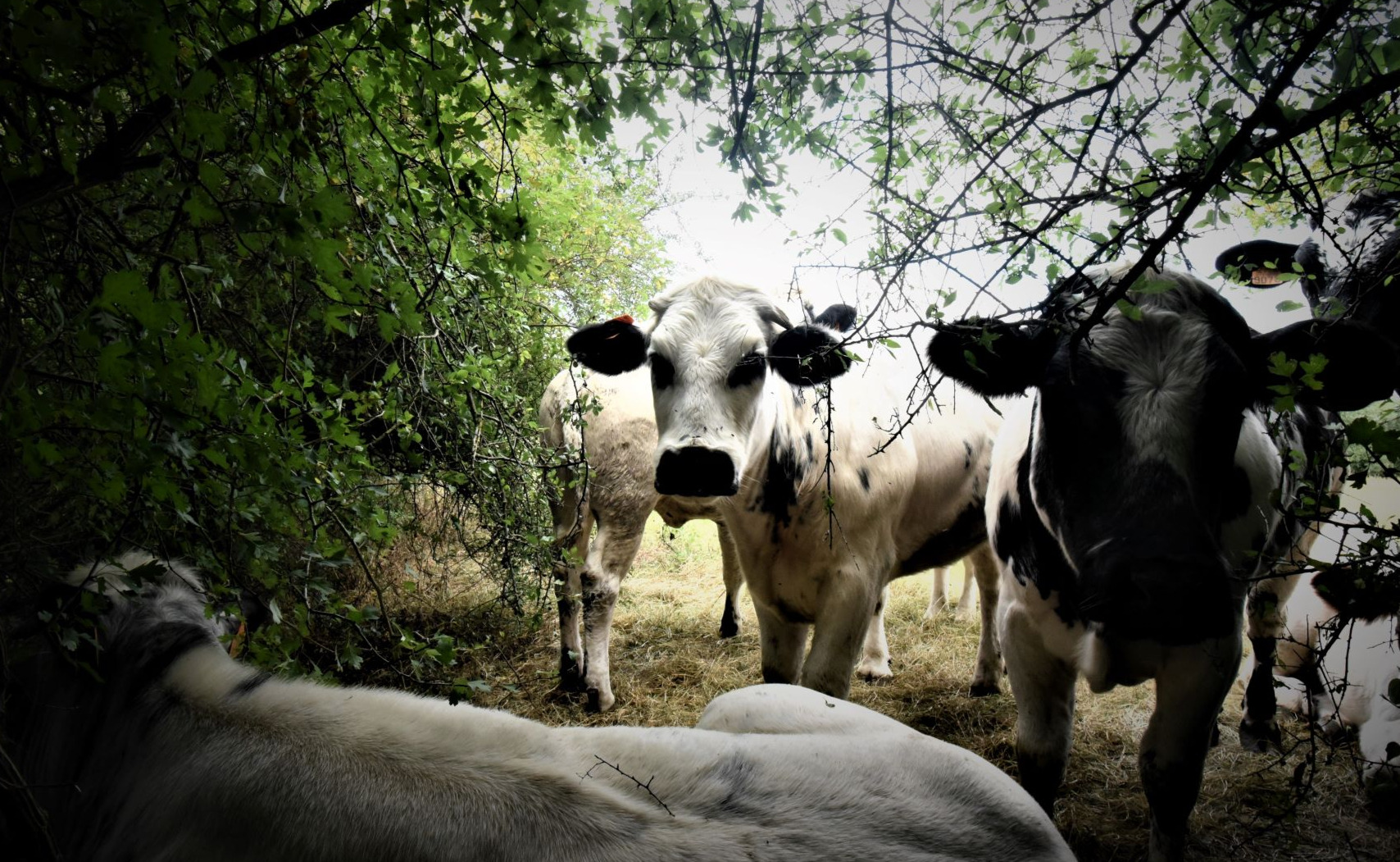 Des vaches à l'ombre, région de Viroinval.