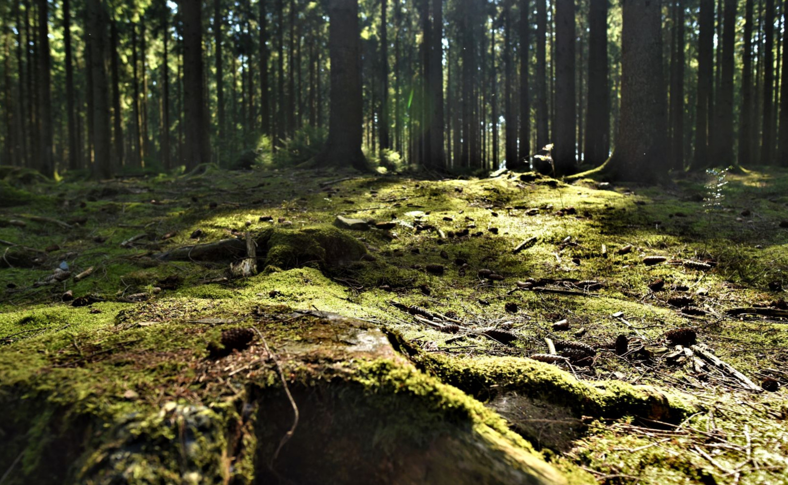 Dans les bois autour du Ninglinspo (Aywaille)