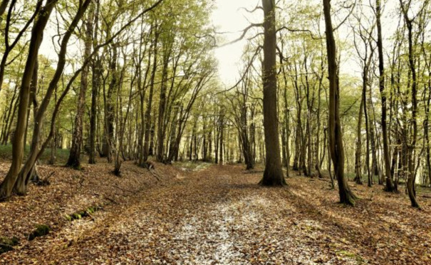 Dans les bois, près de l'abbaye d'Aulne