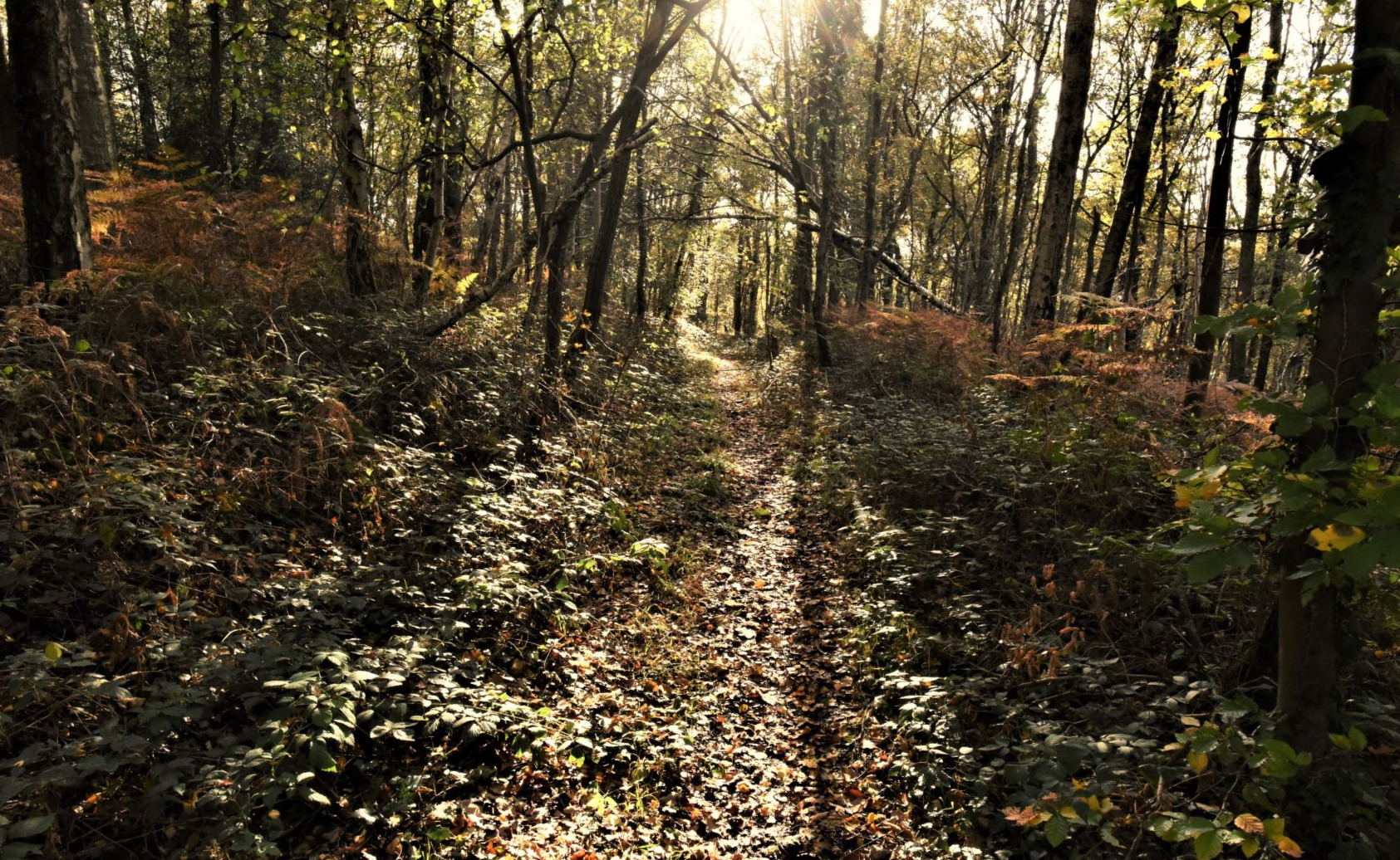 Dans les bois près de l'abbaye d'Aulne