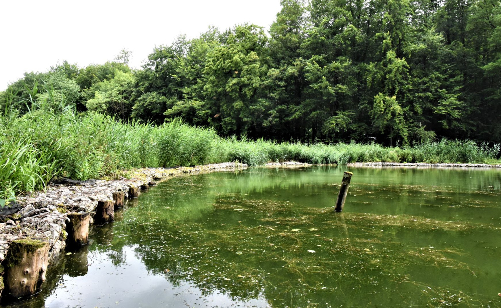 Biodiversité et étangs à Hoeilaart