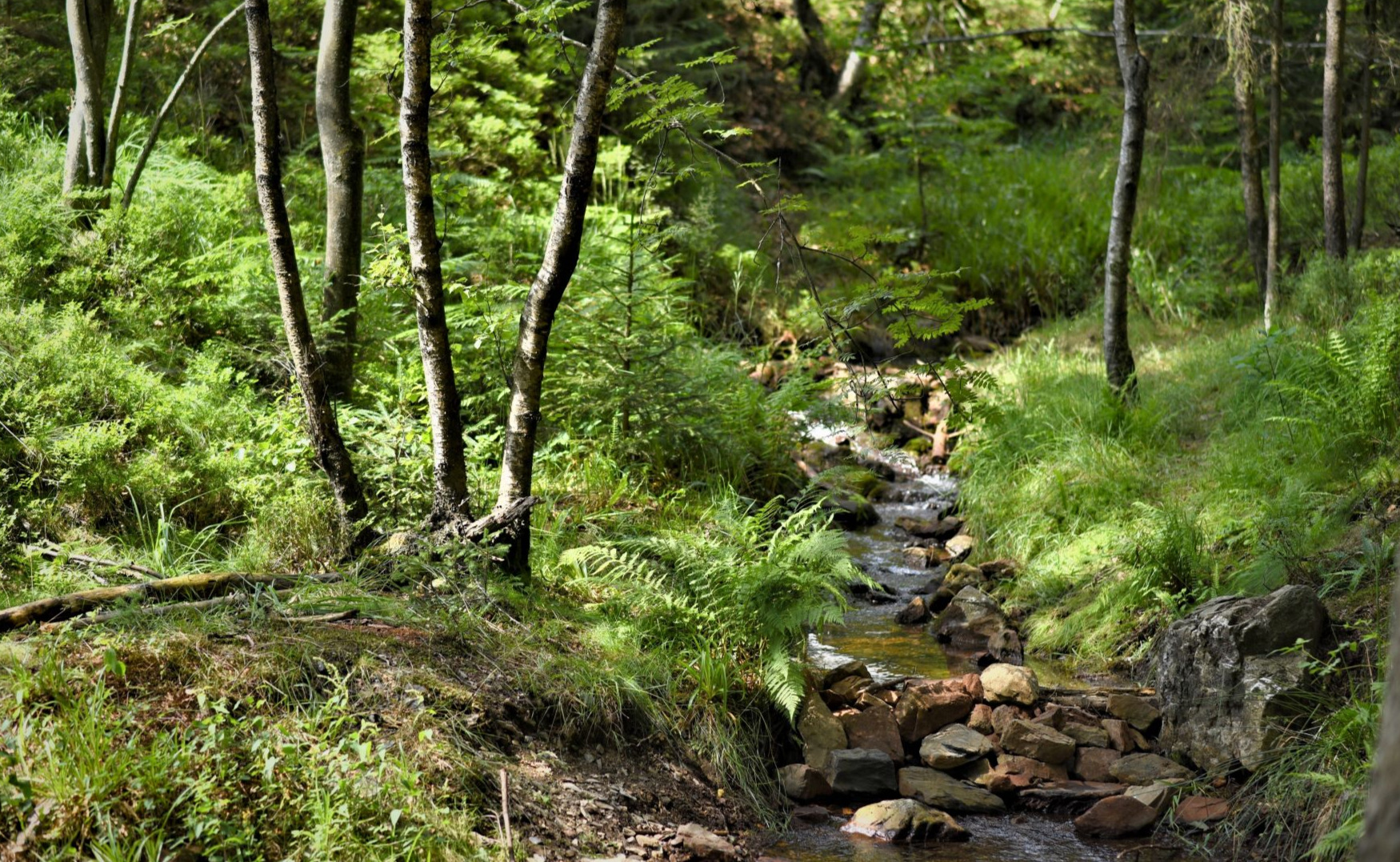 Promenade dans les Hautes-Fagnes