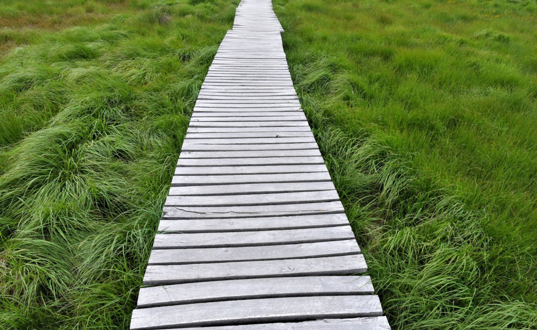 Promenade dans les Hautes-Fagnes