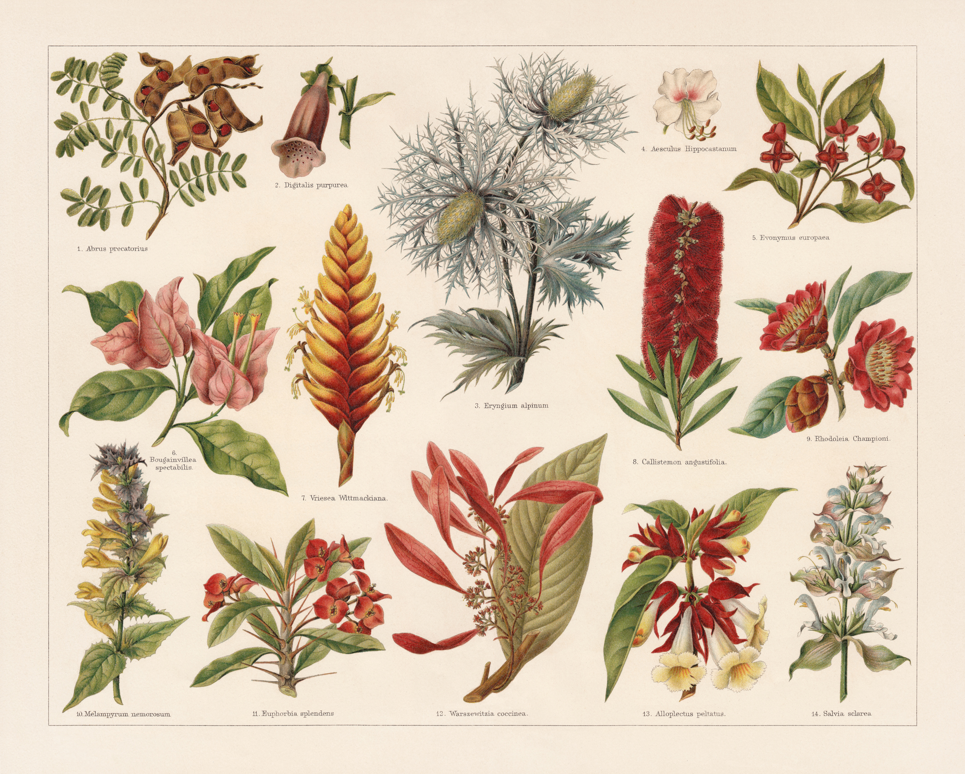 Les plantes toxiques les plus courantes