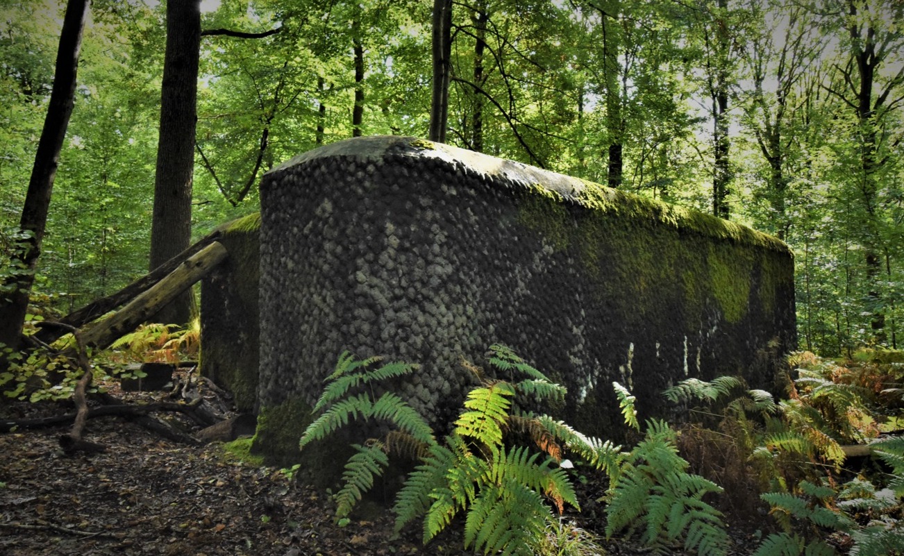À la découverte du Bois Brûlé d’Erpent