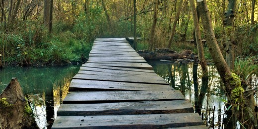 Promenade, nature dans le bois de Lauzelle