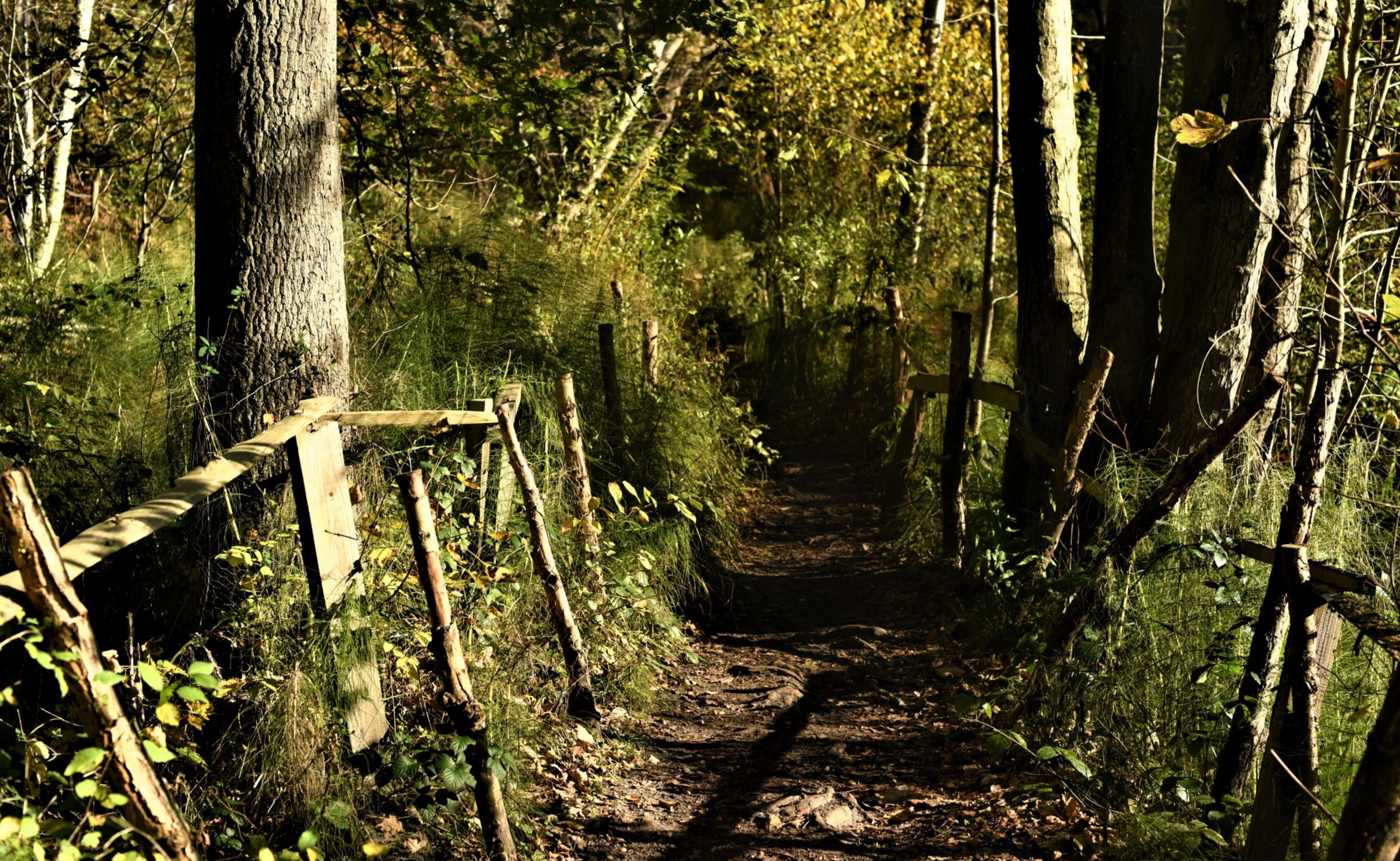 Chemin du bois de Lauzelle (zone humide)