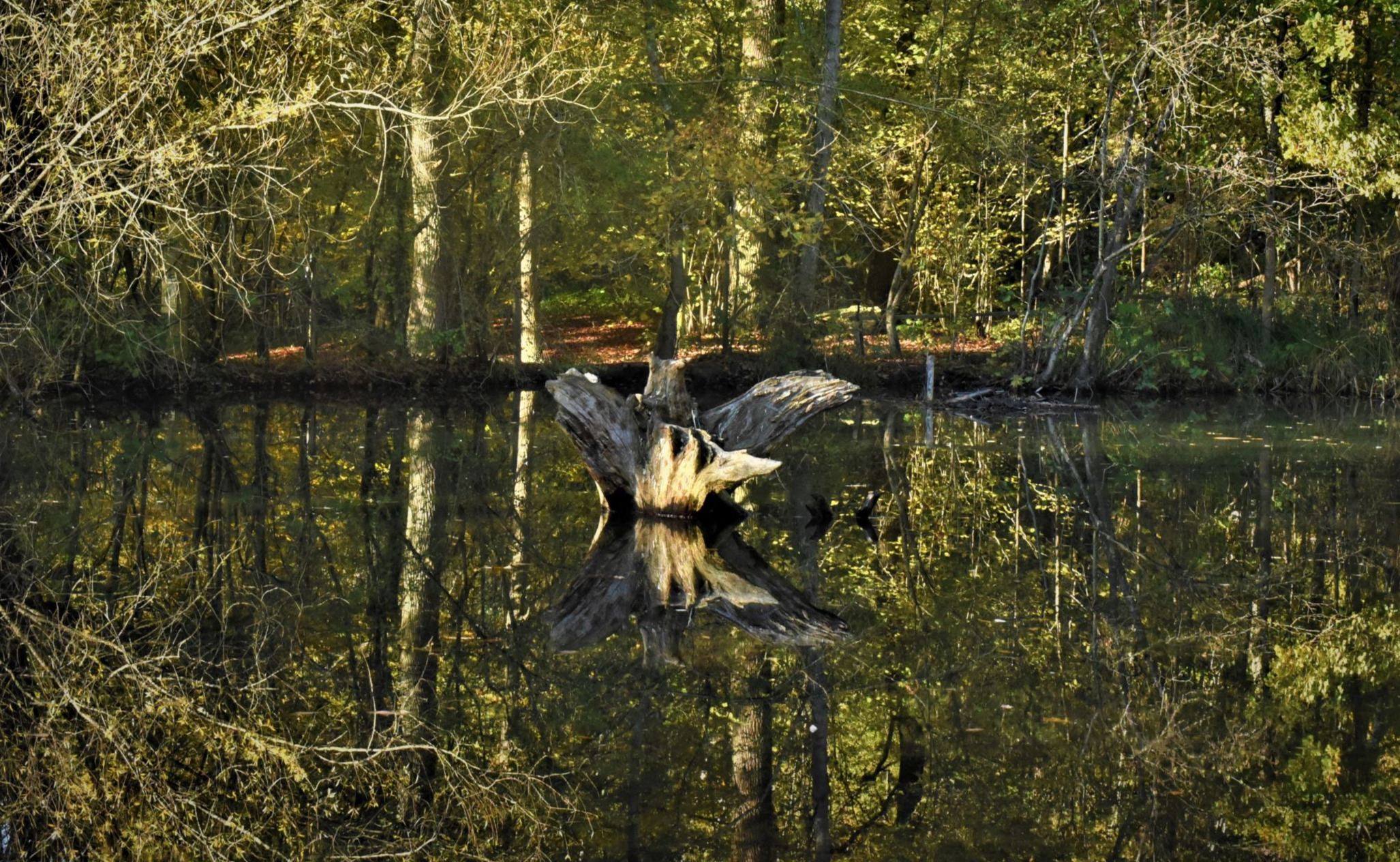 Pièce d'eau au bois de Lauzelle