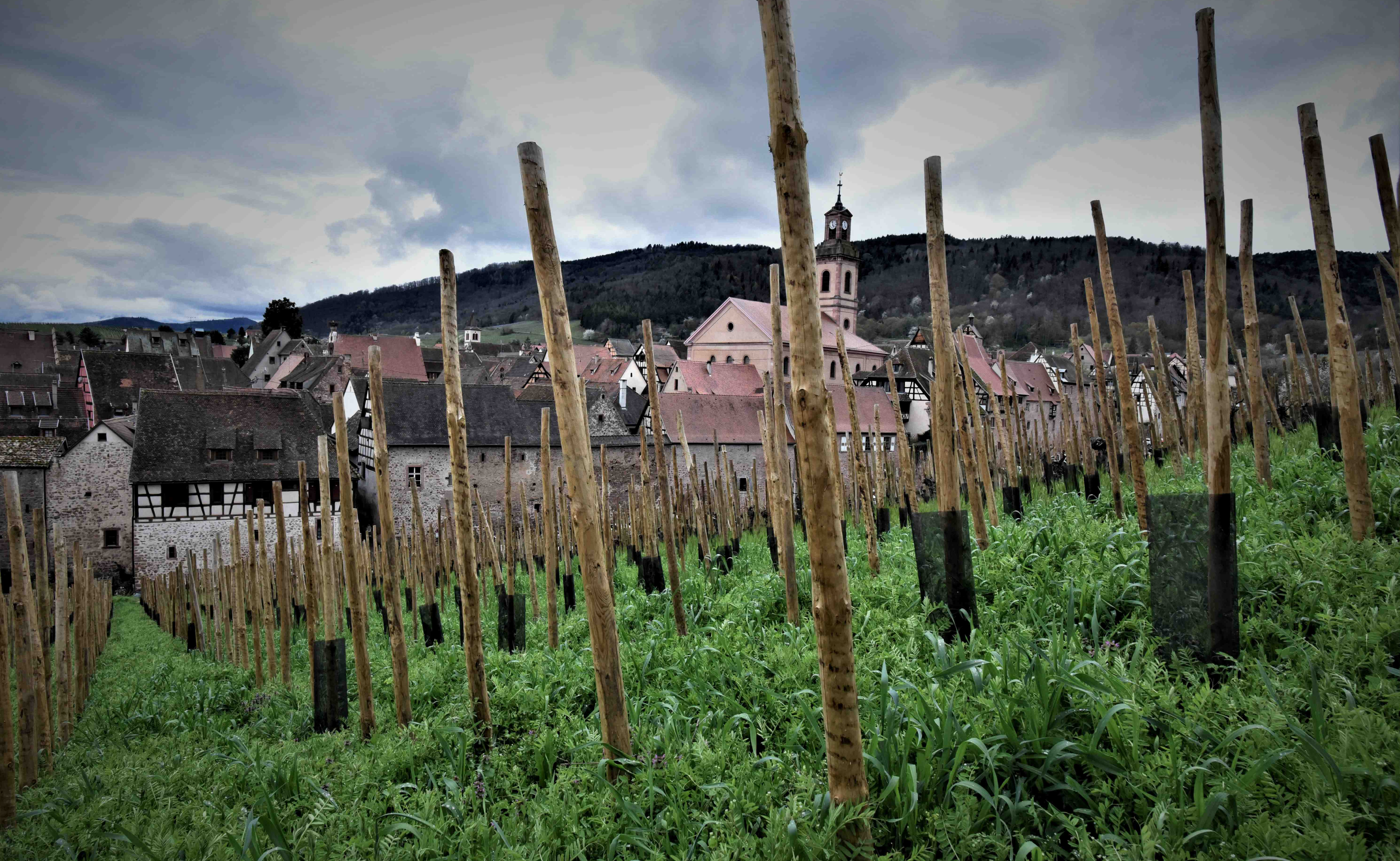Vignobles, Riquewihr