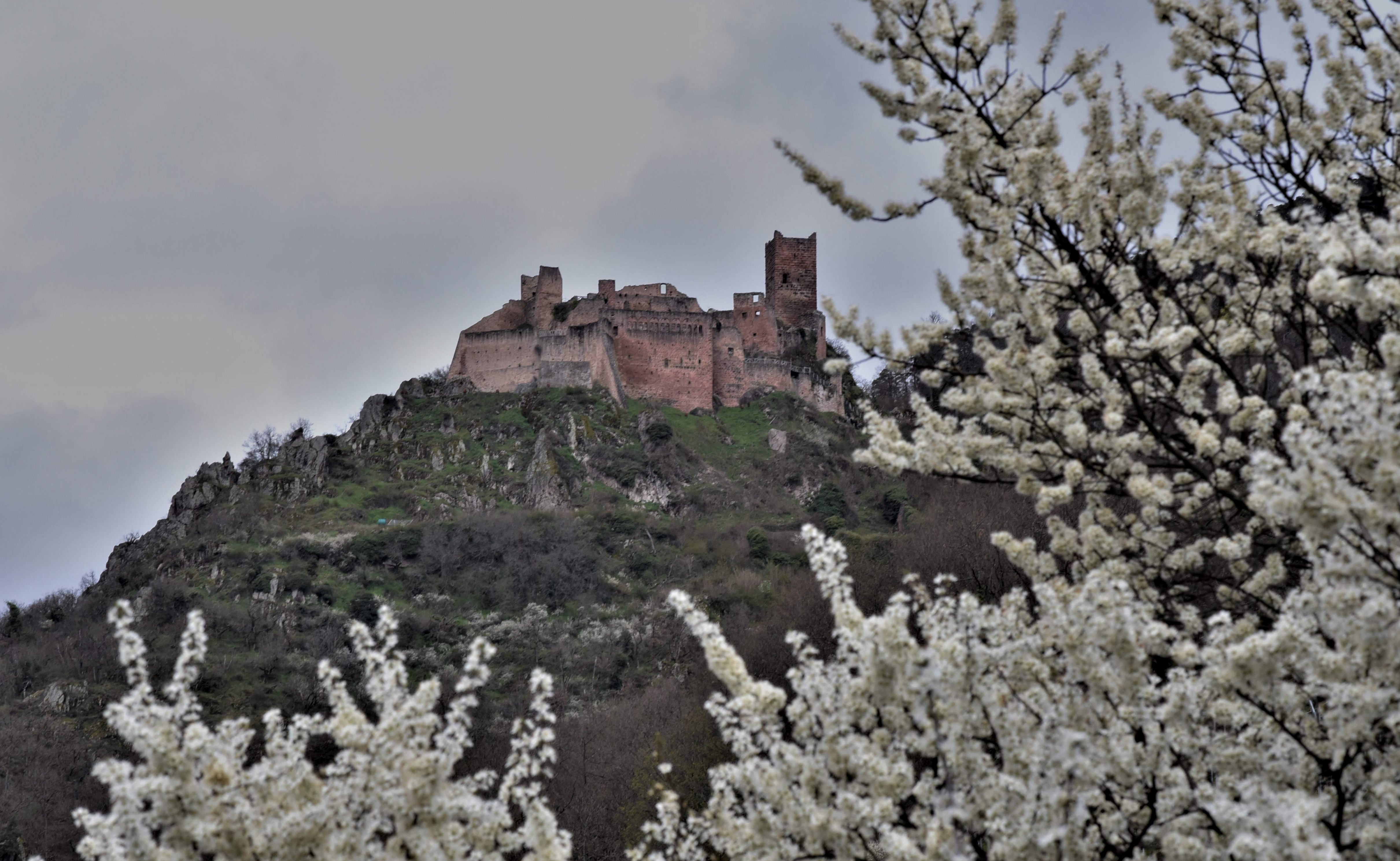 Ribeauvillé, le tour des trois châteaux