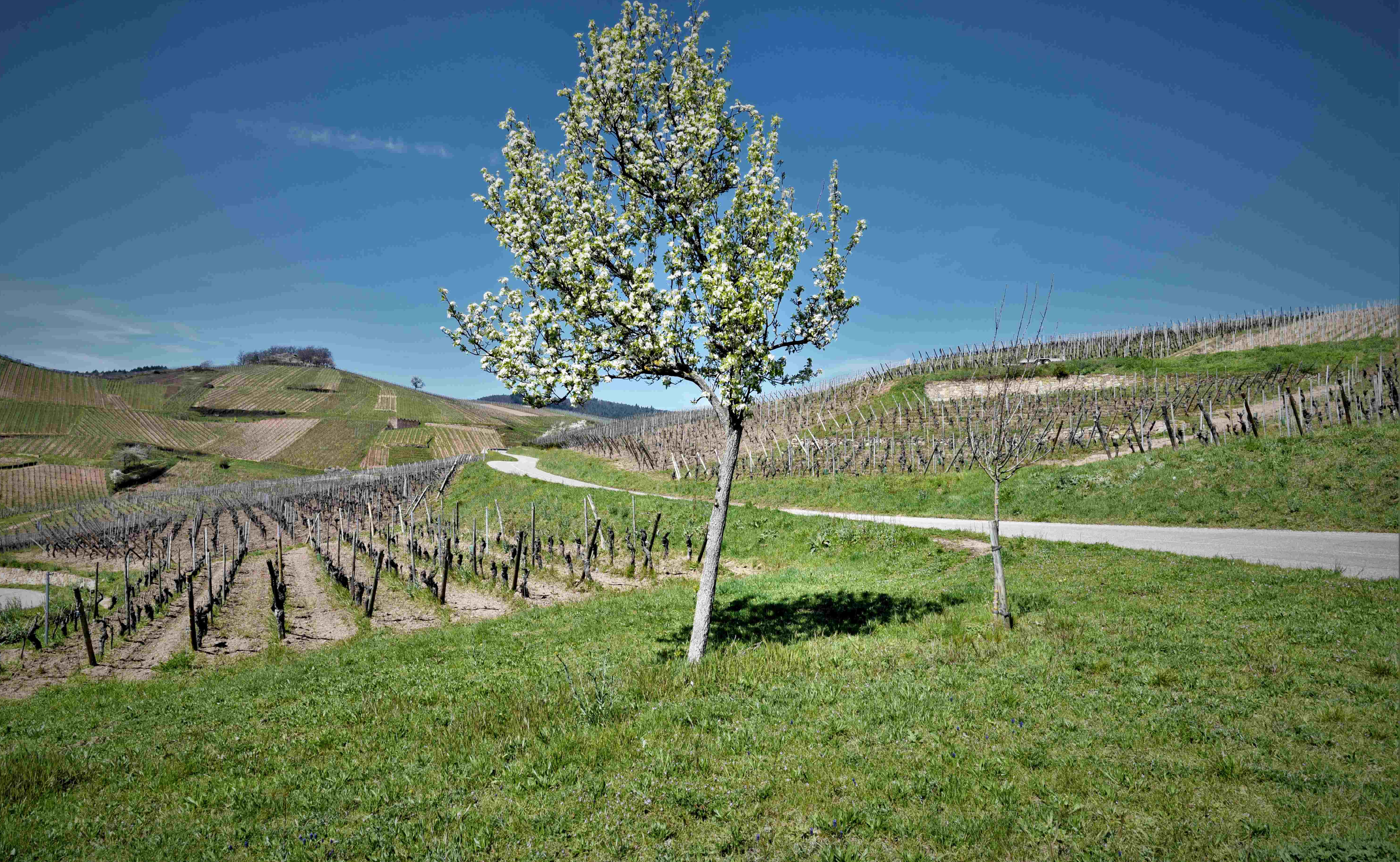 Les vignobles à Turckheim