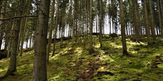 Promenade à Bertogne