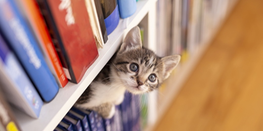Les chats sont partout, y compris dans les albums jeunesse...
