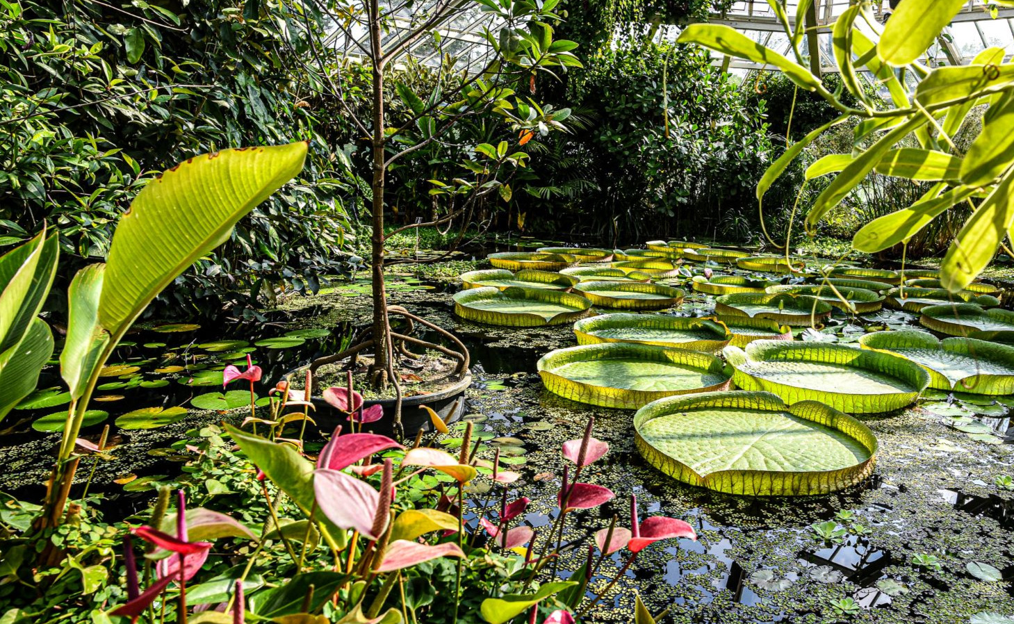 Jardin botanique de Meise, le Palais des plantes