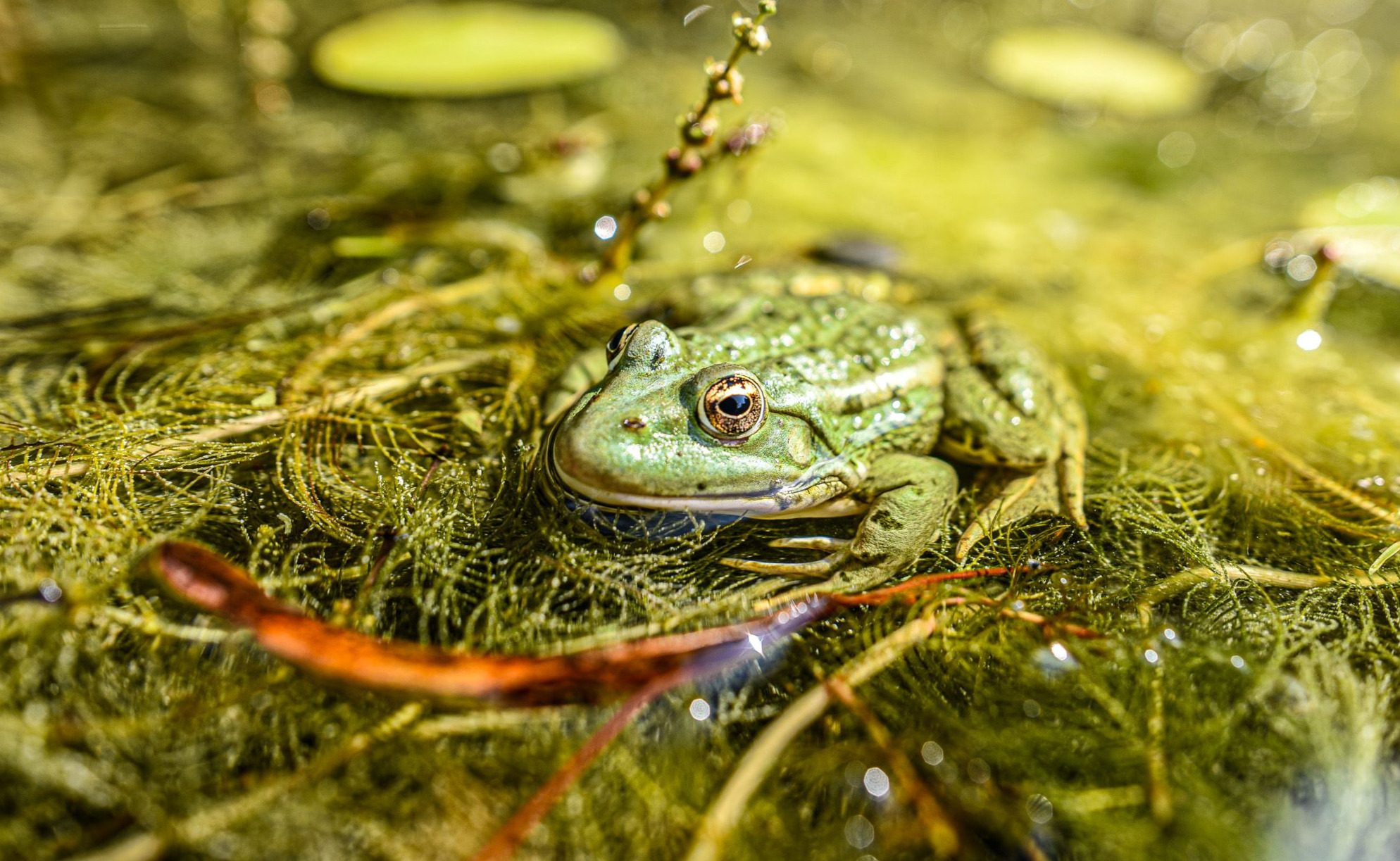Jardin botanique de Meise, quand la faune s'invite dans la flore