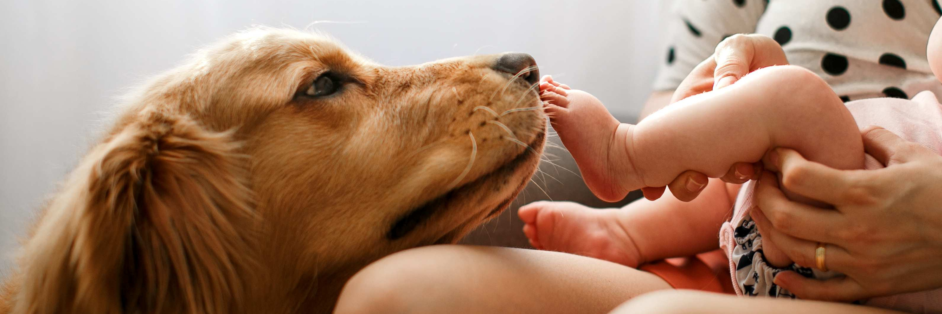 Chien et bébé : à surveiller !