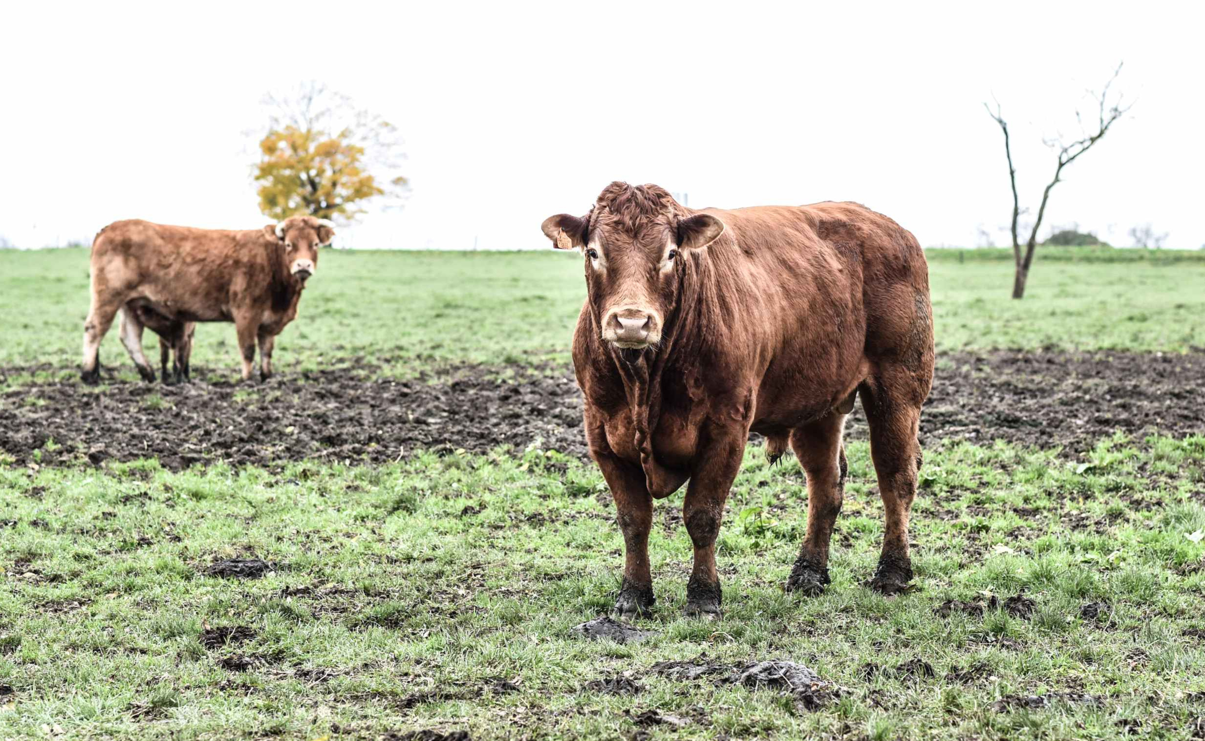 Un taureau dans les campagnes de Haute Meuse