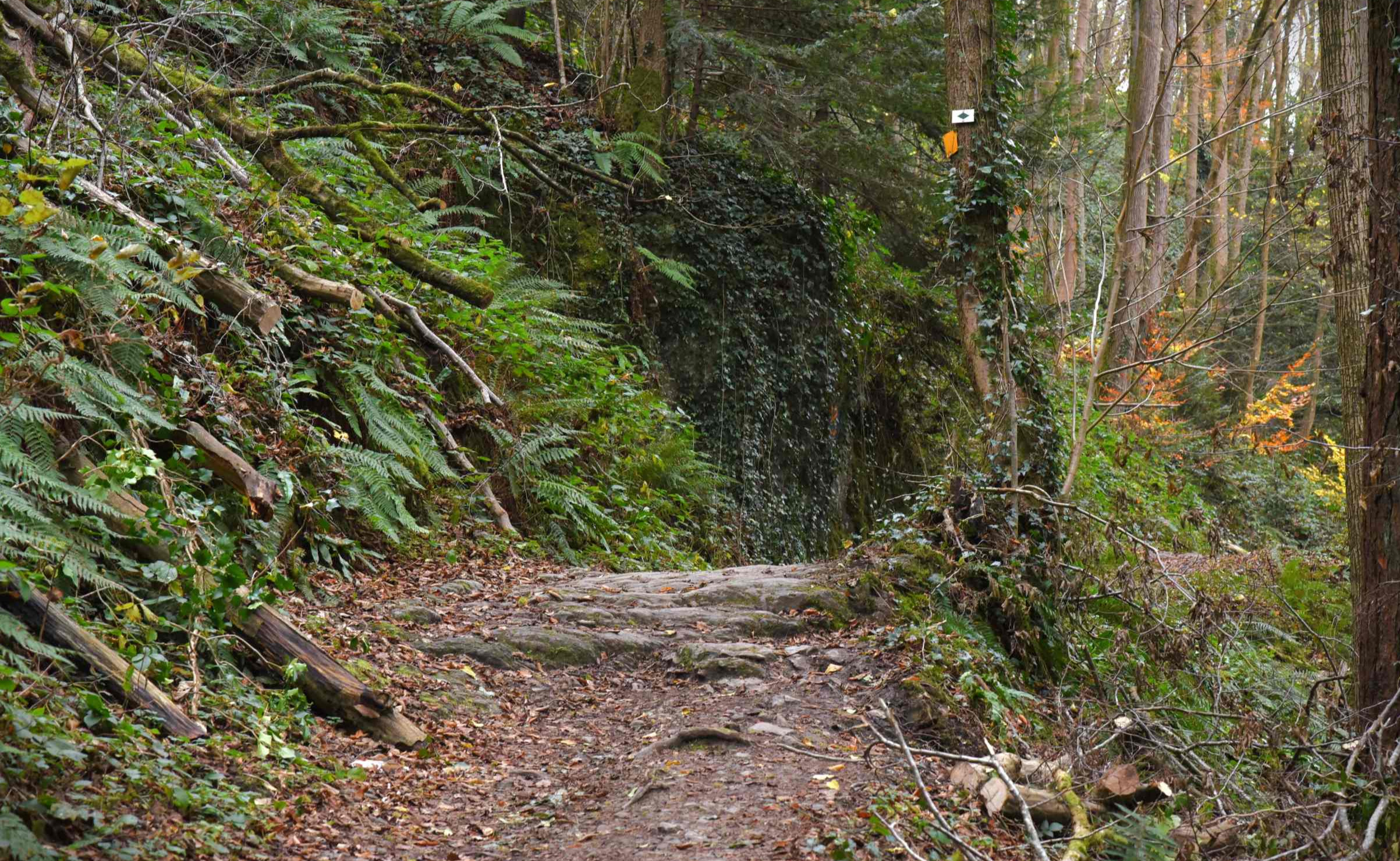 Chemins forestiers de Haute Meuse