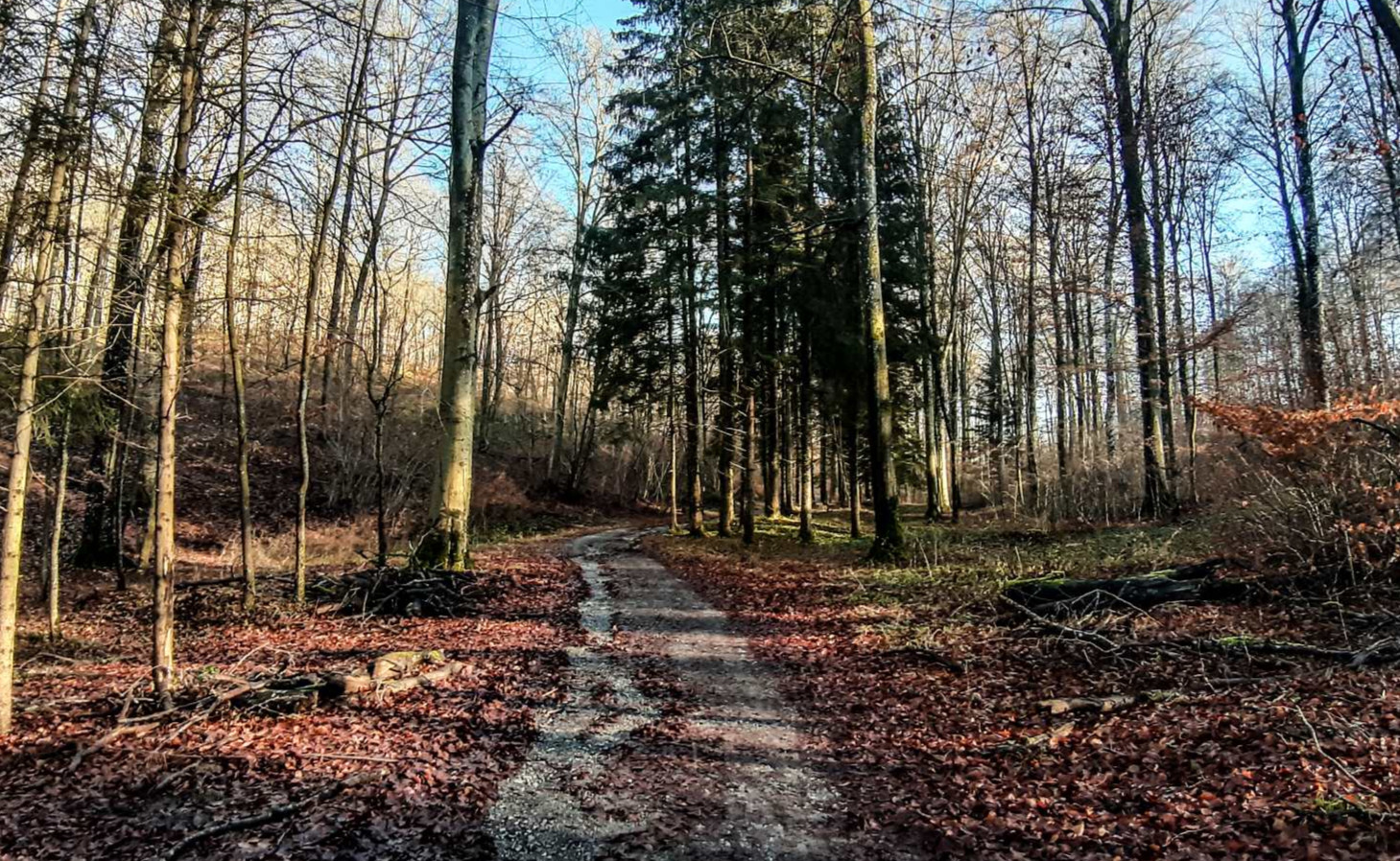 Promenade à Belvaux, sentier forestier