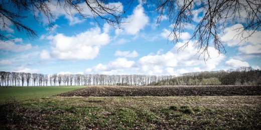 Bois de Thy près de Genappe