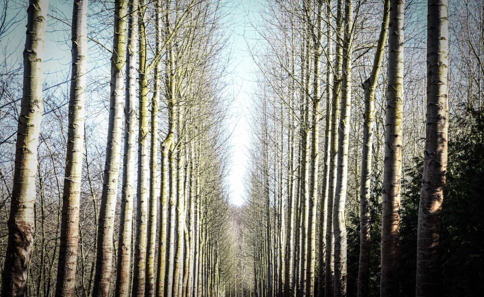 La drève à l'entrée du bois de Thy (Genappe)