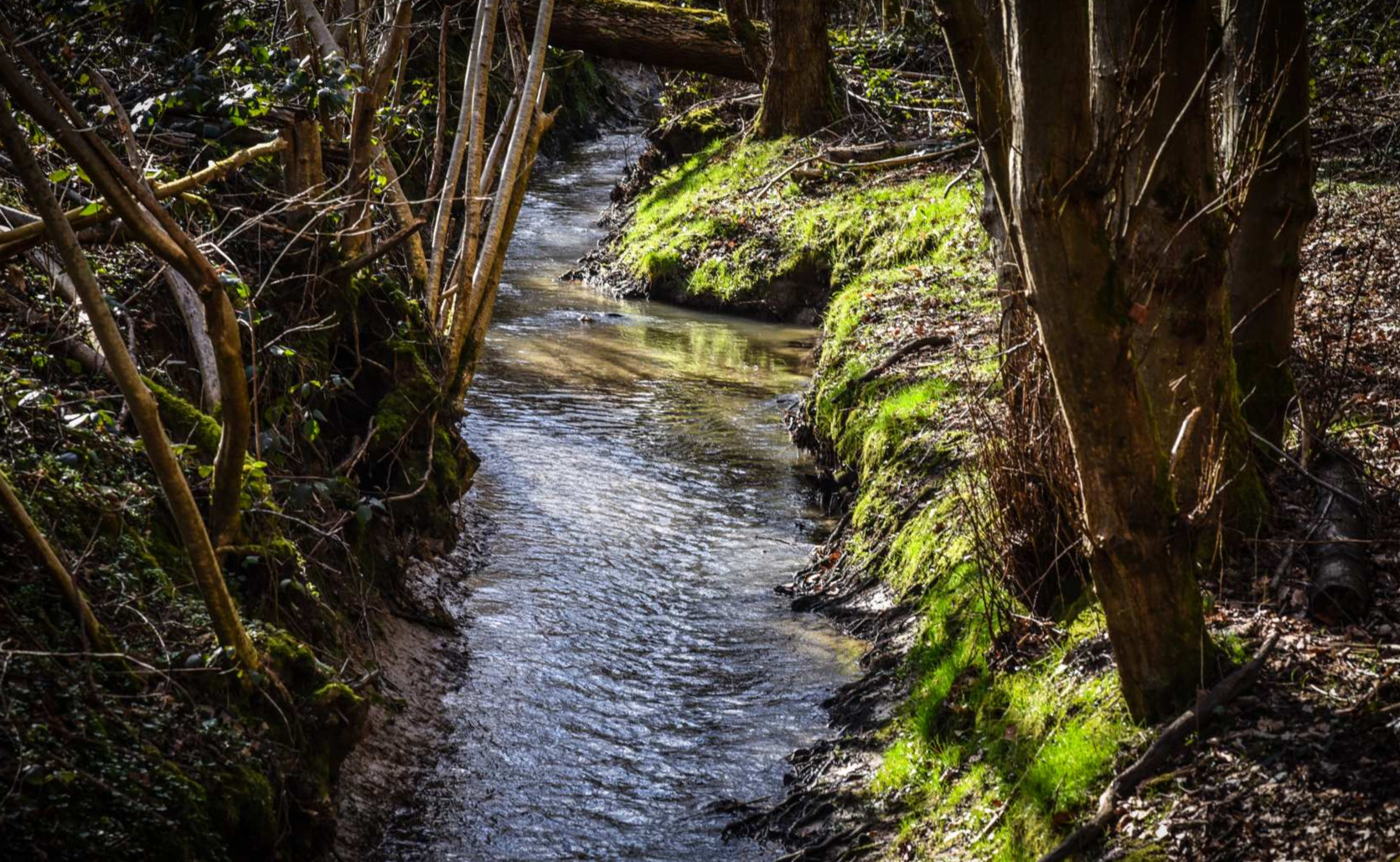 Un ruisseau au bois de Thy
