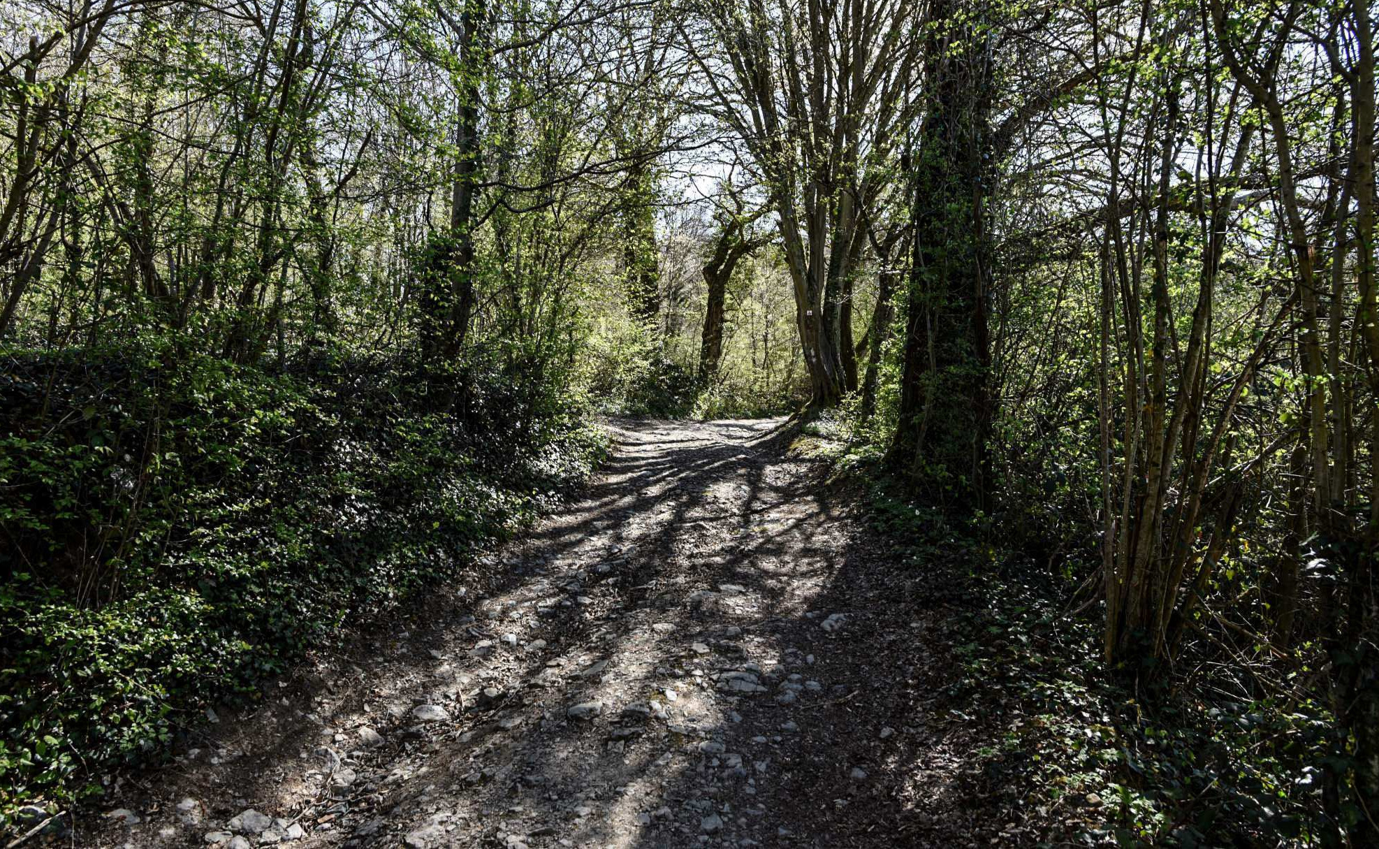 Chemin forestier à Dourbes