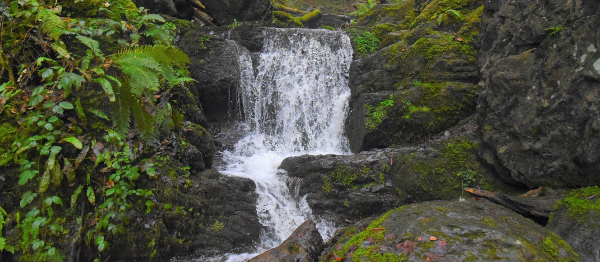 Ruisseau en Wallonie