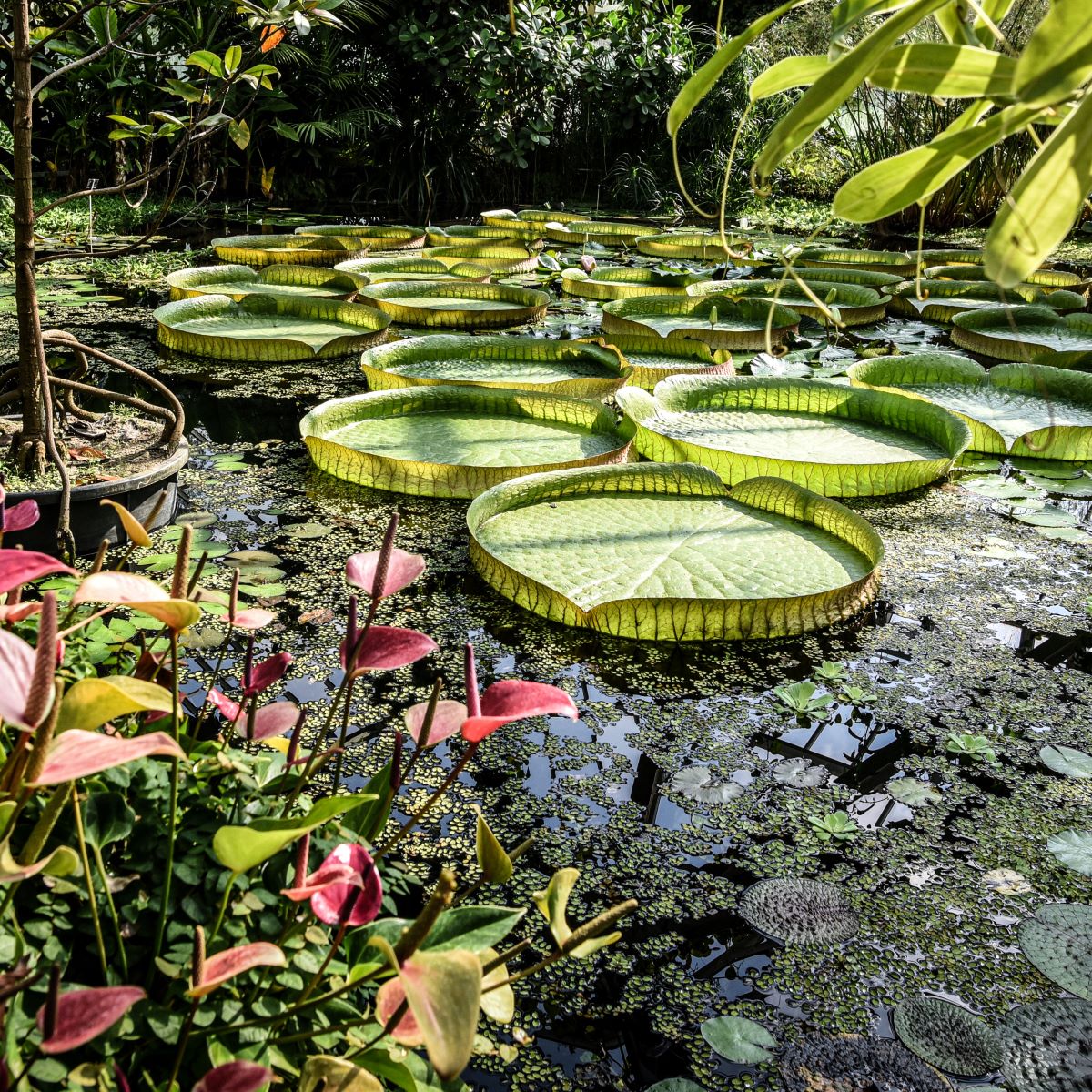 Jardins de Meise