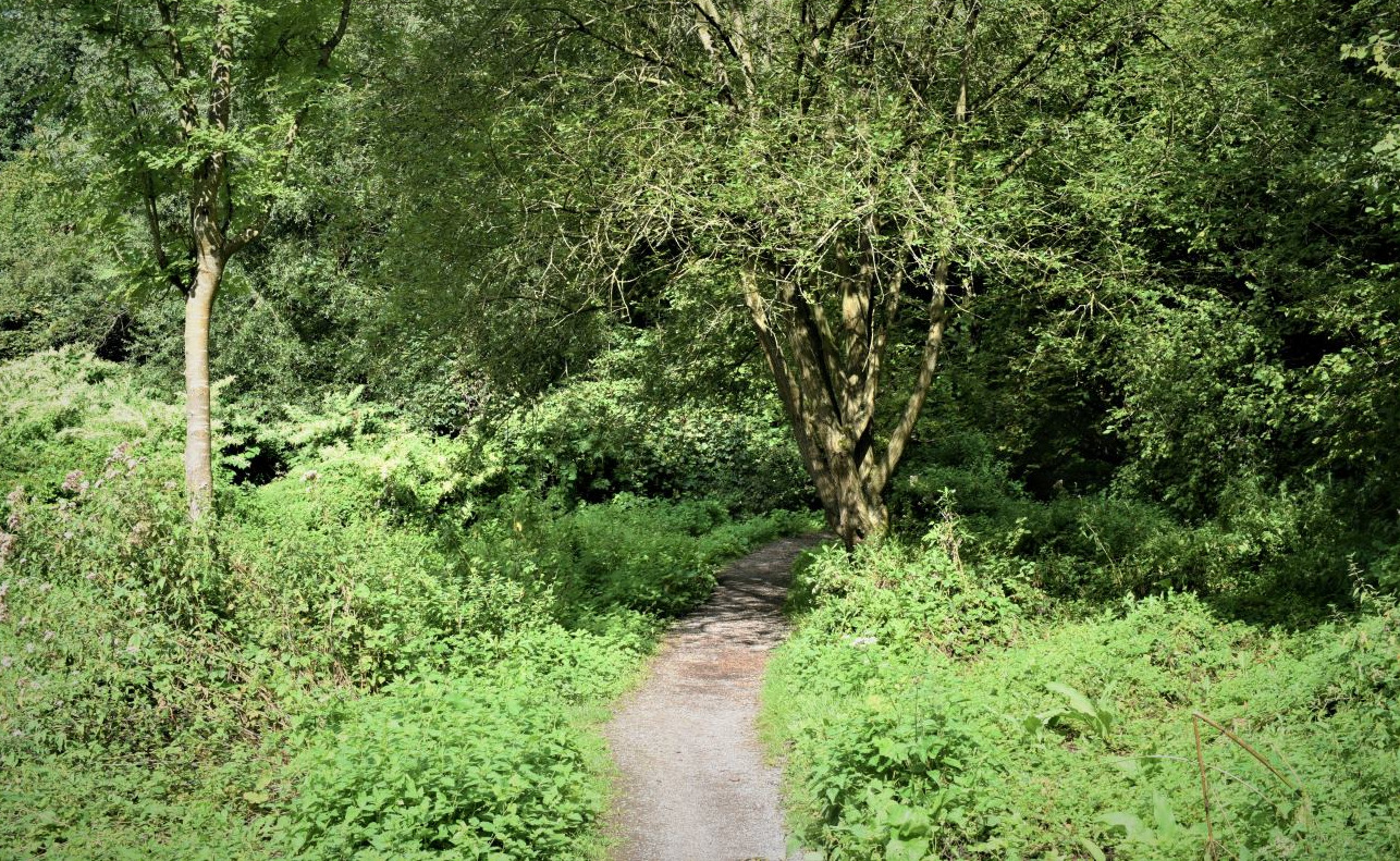 Spy, sentier dans les bois