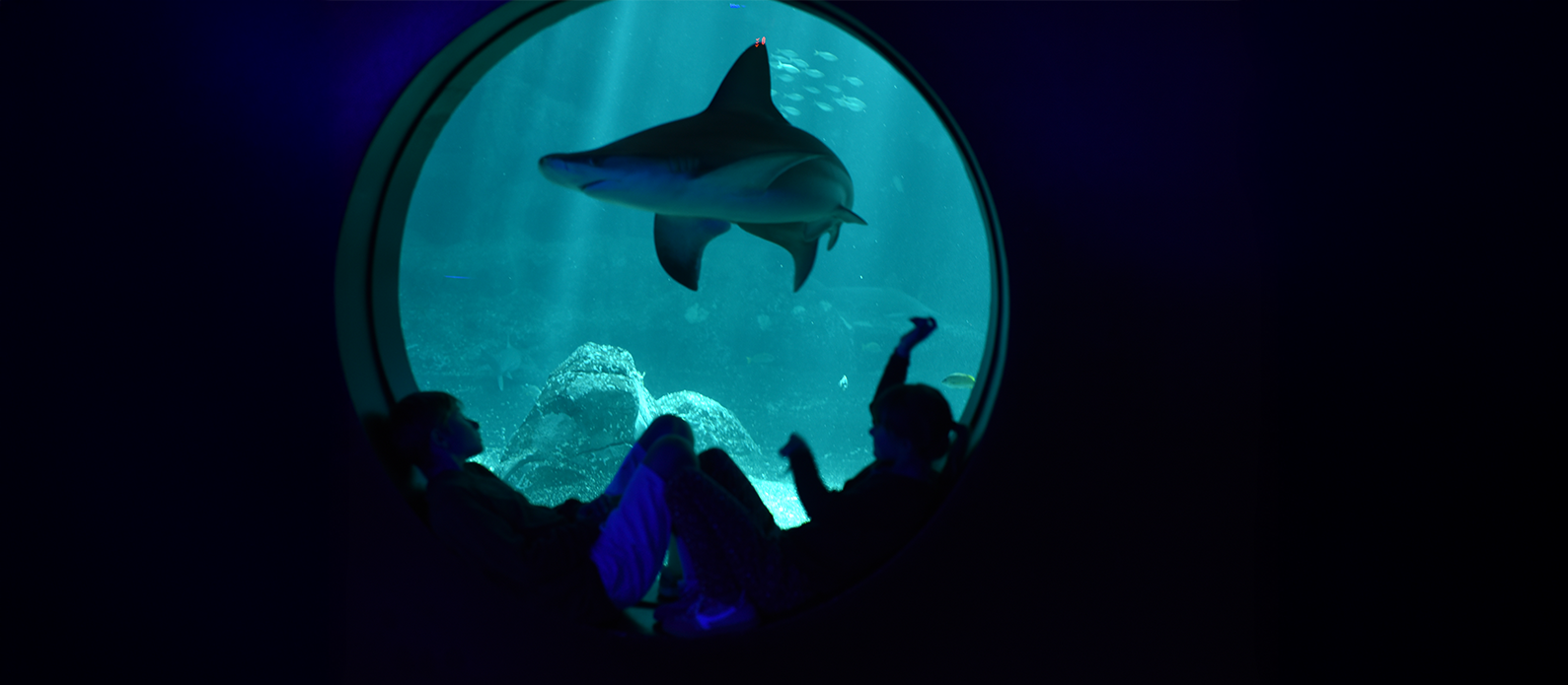 Escapade dans le plus grand aquarium d’Europe, Nausicaá 
