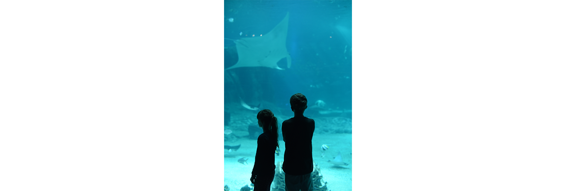enfants qui regardent un aquarium géant à Nausicaa