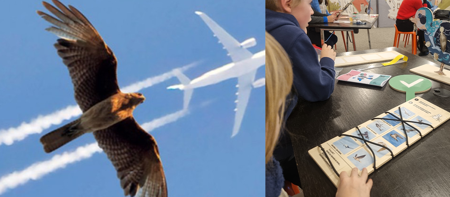 l’exposition Flight, pour tout savoir de ce qui vole 