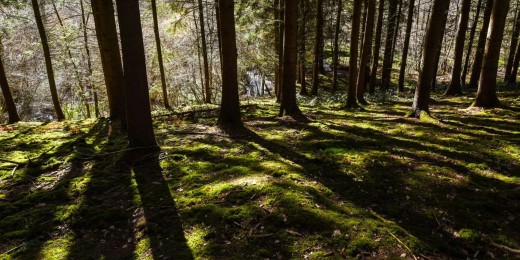 Balade à Sart-Bernard, Lustin et Naninne