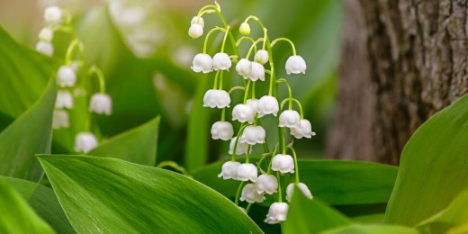 Muguet attention danger