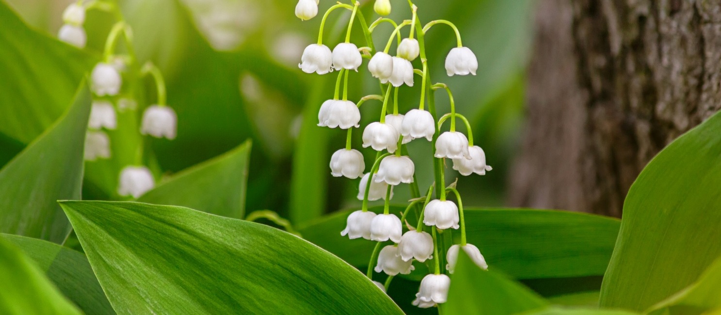 Le muguet, une plante empoisonneuse