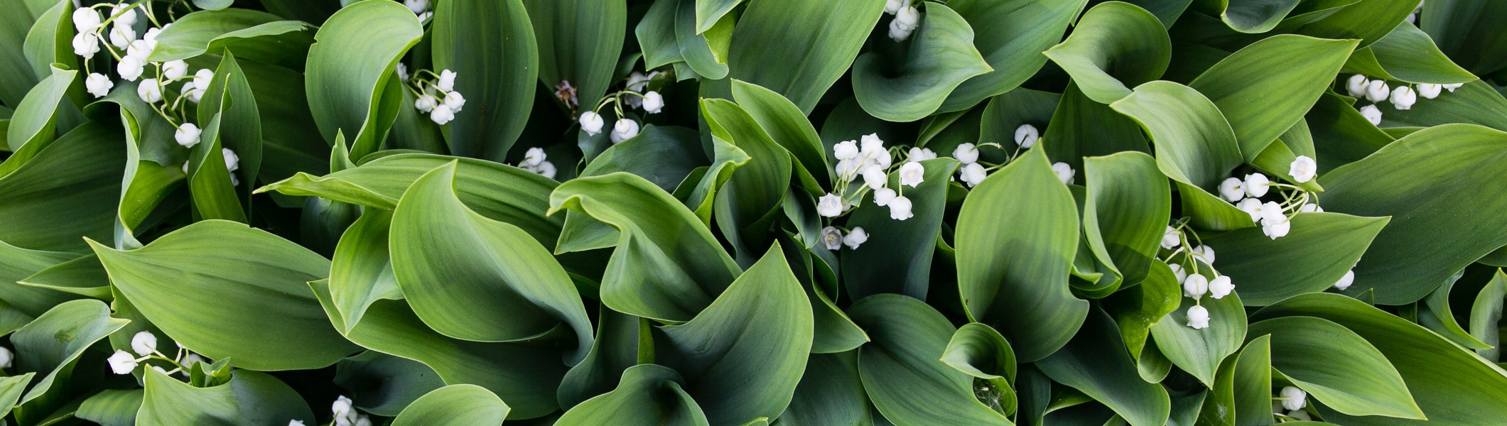 Muguet