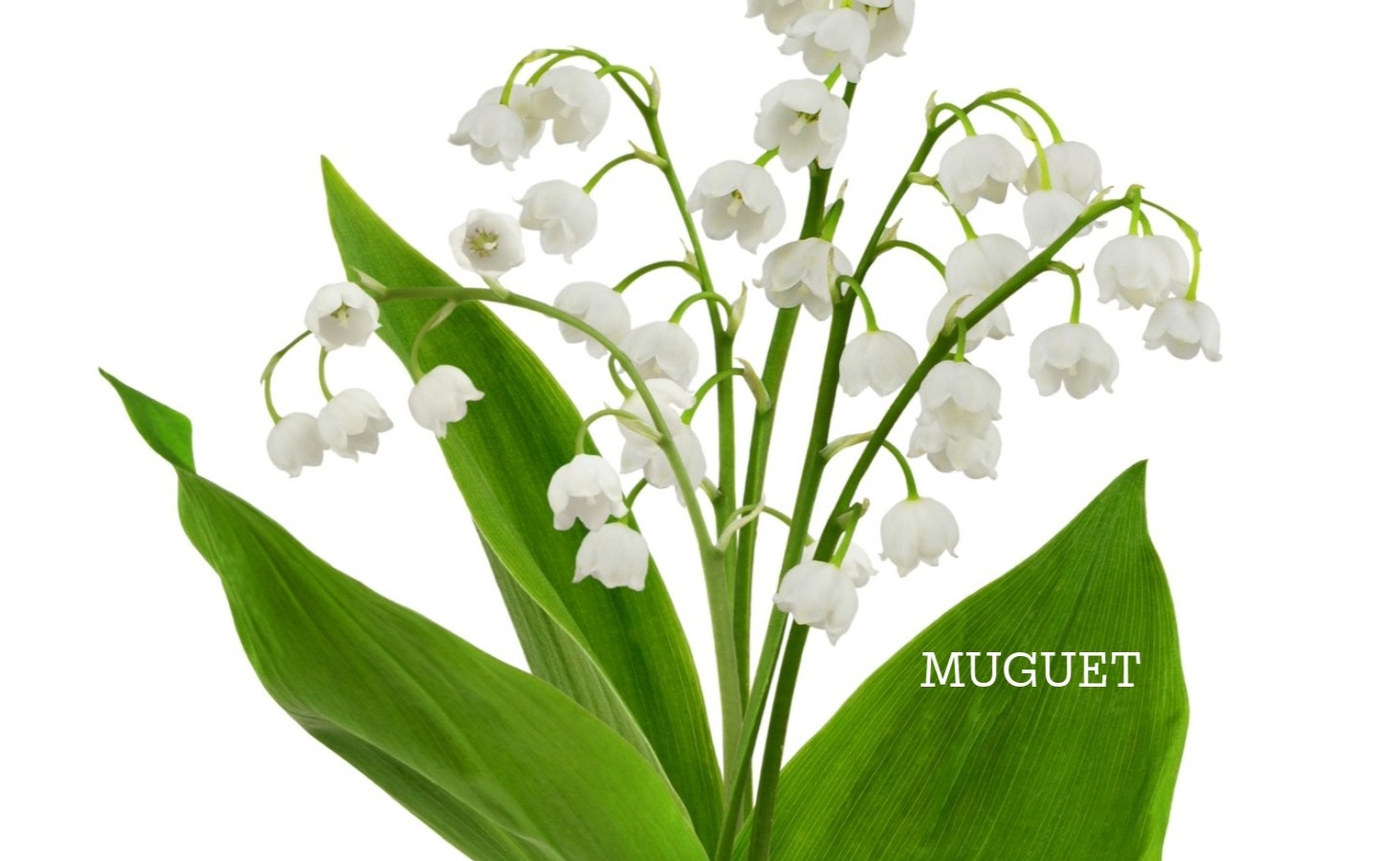 Muguet