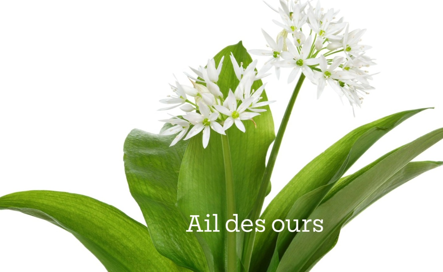 Ail des ours
