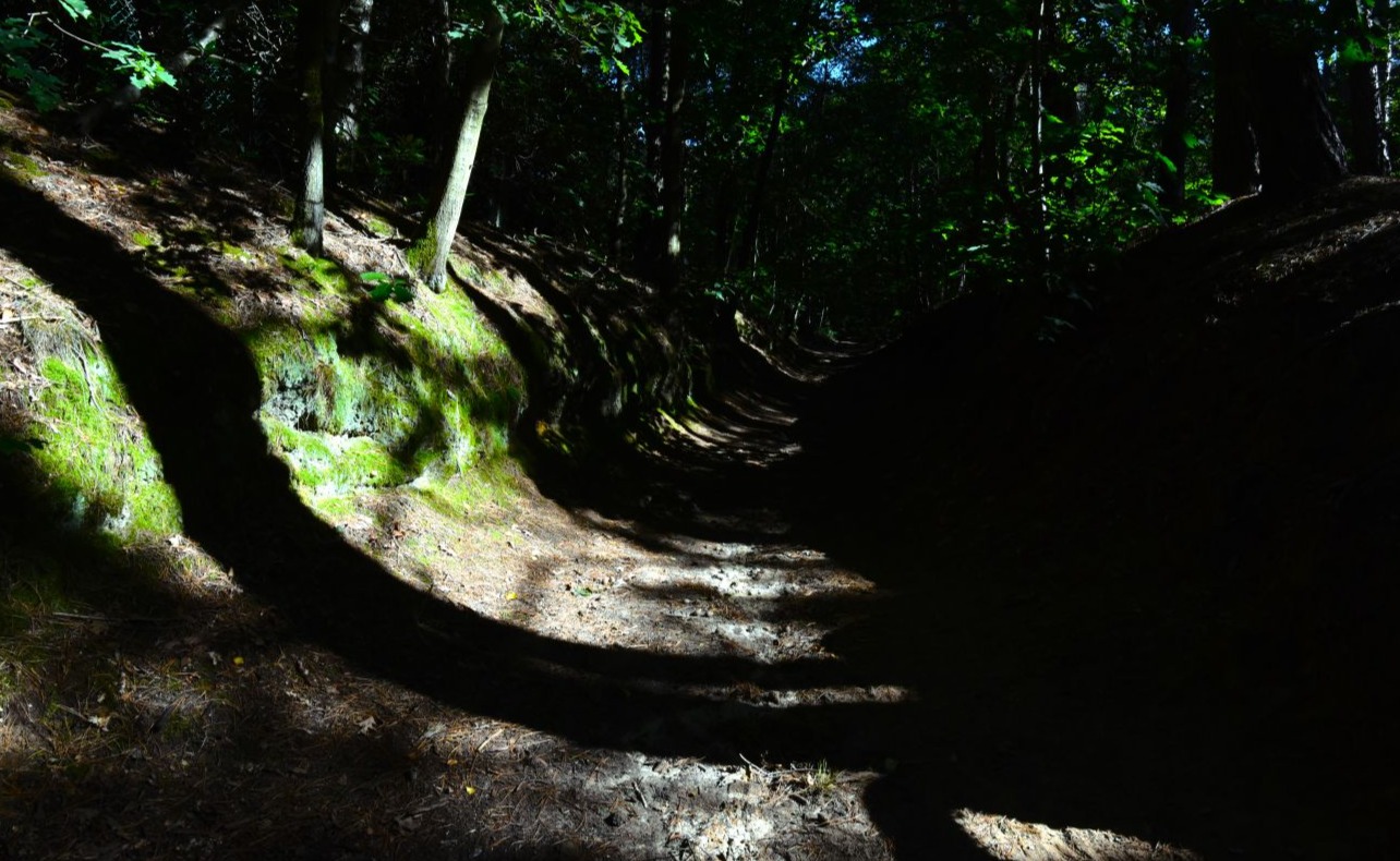 Promenade dans les bois de Bonlez