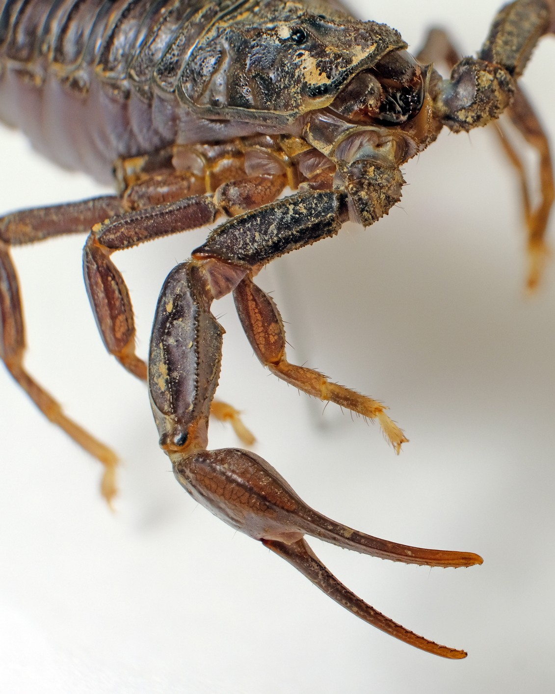 Scorpion