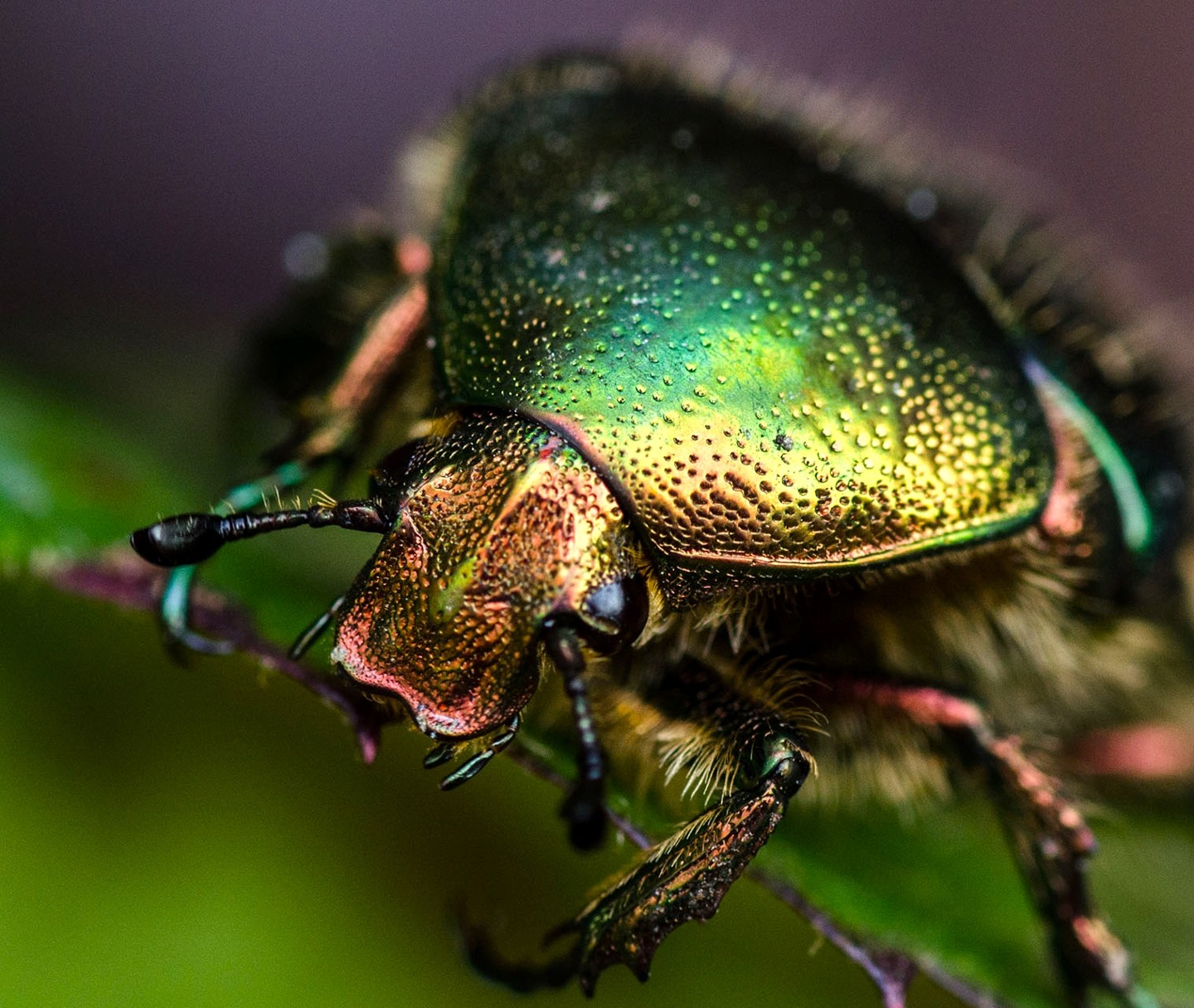 Hexapoda