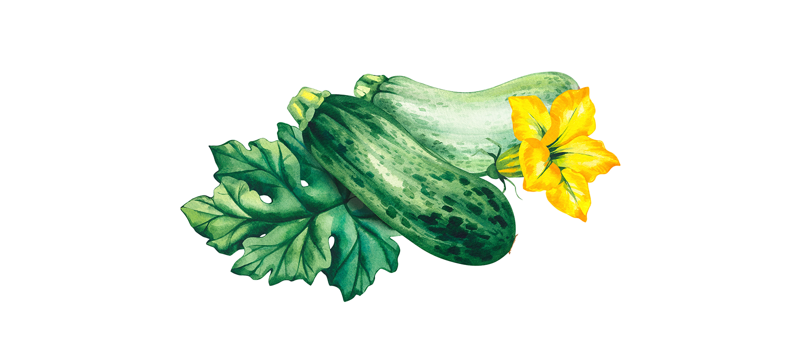 Légume pauvre en calories, la courgette est l’amie des régimes, mais peut aussi se faire aimer des enfants