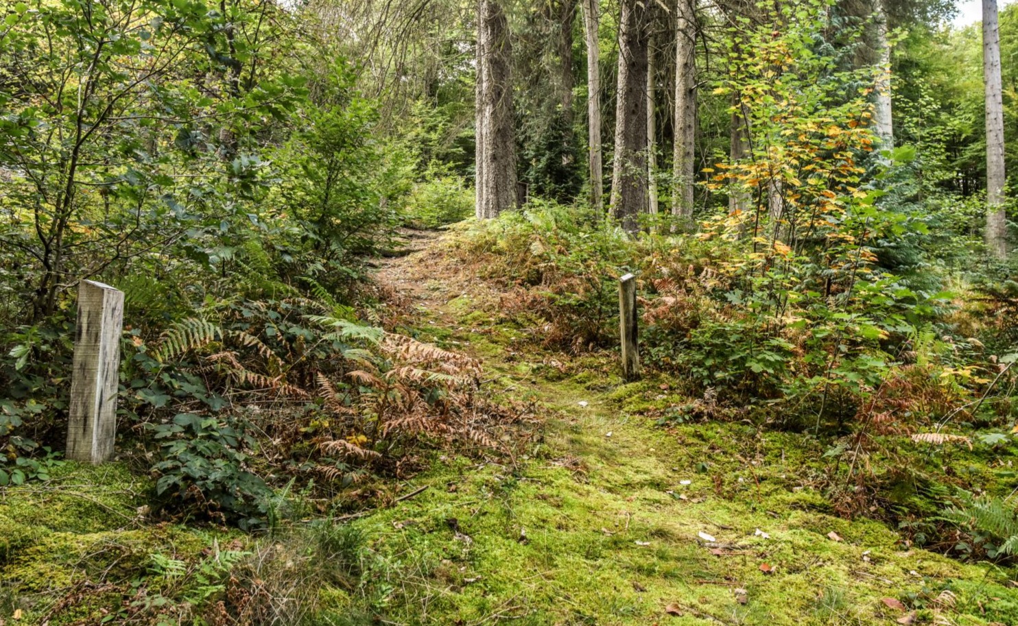L'arboretum du Fourneau Saint-Michel