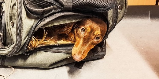 Tika, chien d'hôpital