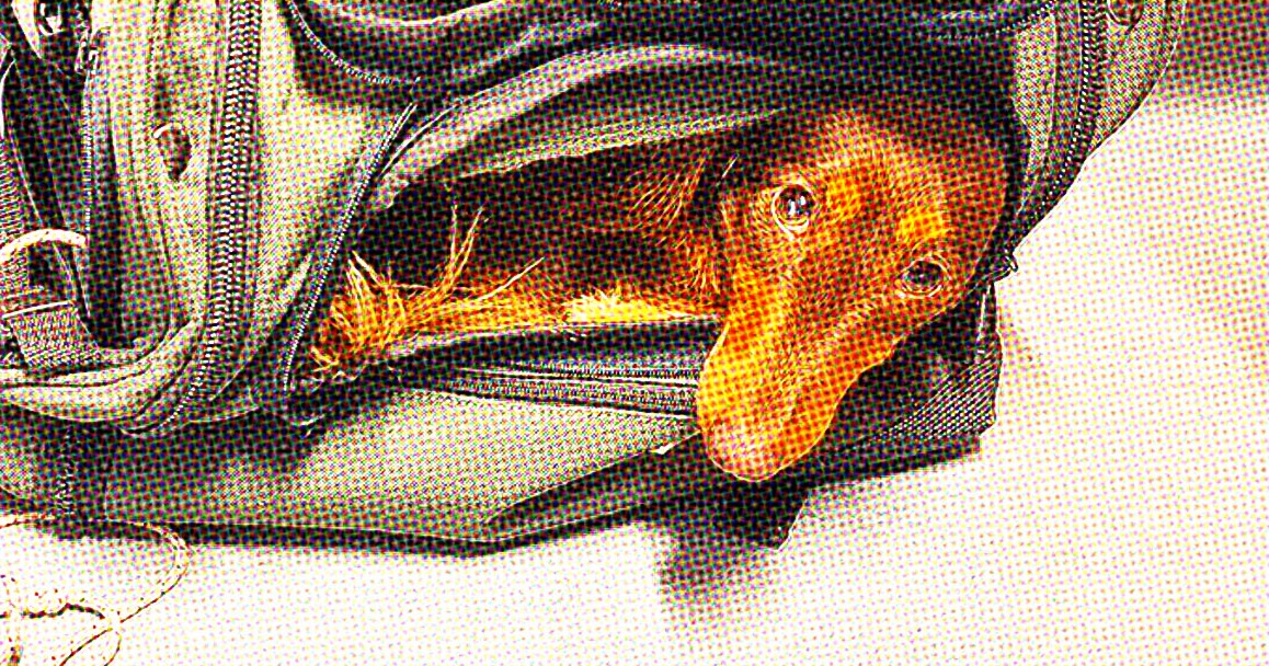 Tika, chien d'hôpital